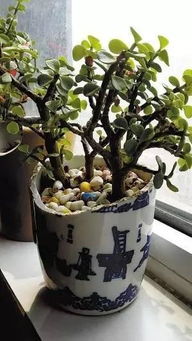 酒瓶養(yǎng)花博客