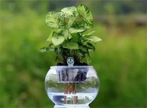 養(yǎng)花的水要放多久