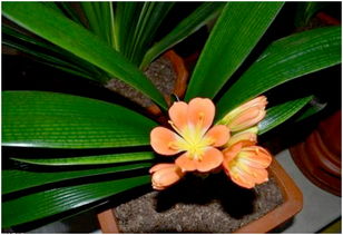 維生素能用來養(yǎng)花嗎