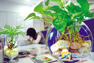 室內(nèi)養(yǎng)花長(zhǎng)蚊子怎么辦