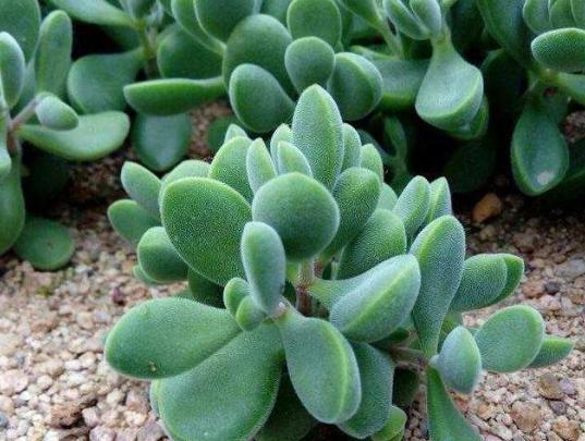 養(yǎng)花匠小齊多肉施肥