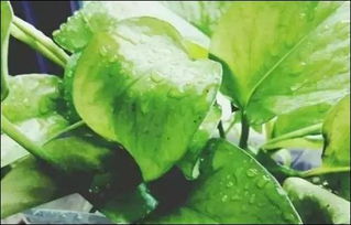 養(yǎng)花用什么墊底好