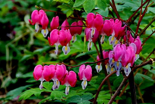 家里是養(yǎng)花好還是不養(yǎng)花好