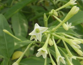 夏季養(yǎng)花除蟲