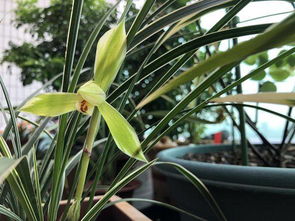 養(yǎng)花冬天能澆水嗎