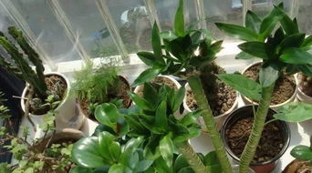 磷肥養(yǎng)花該怎樣使用