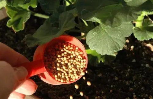 養(yǎng)花鰱魚(yú)長(zhǎng)得快嗎