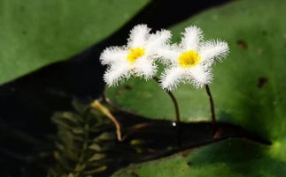 養(yǎng)花生小黑飛蟲小妙招