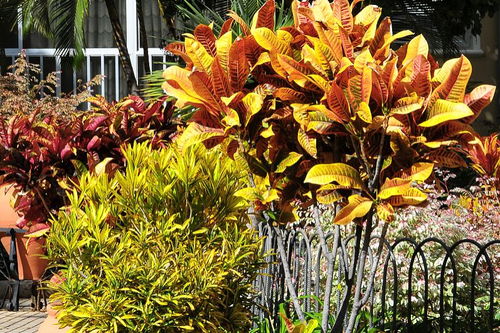 怎么樣養(yǎng)花才不生蟲(chóng)子