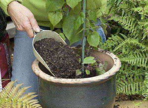 養(yǎng)過龜?shù)耐量梢责B(yǎng)花嗎