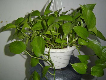 家庭養(yǎng)花施肥用什么