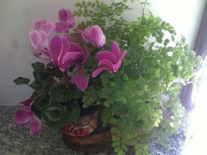 養(yǎng)花的名言名句