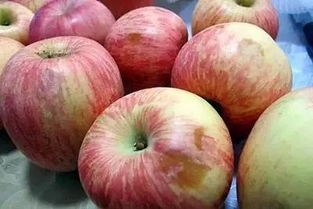 什么爛水果養(yǎng)花