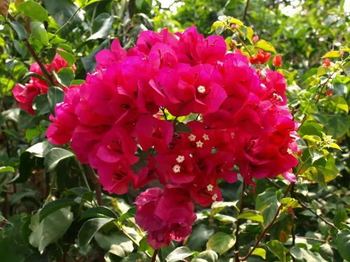 養(yǎng)花澆水周期表