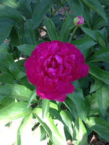 養(yǎng)花主要內(nèi)容100字