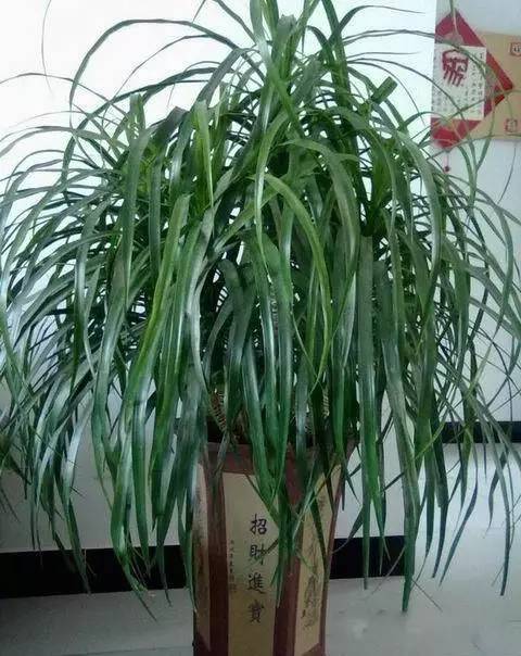 養(yǎng)花需要澆什么水才有營養(yǎng)