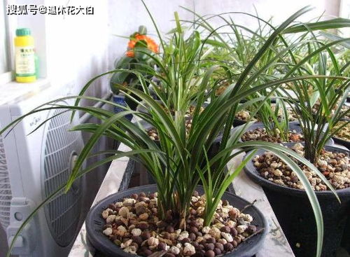 好用的養(yǎng)花用珍珠巖