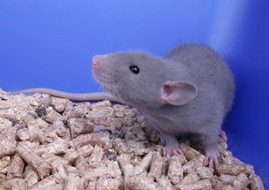 養(yǎng)花枝鼠會傳染疾病嗎