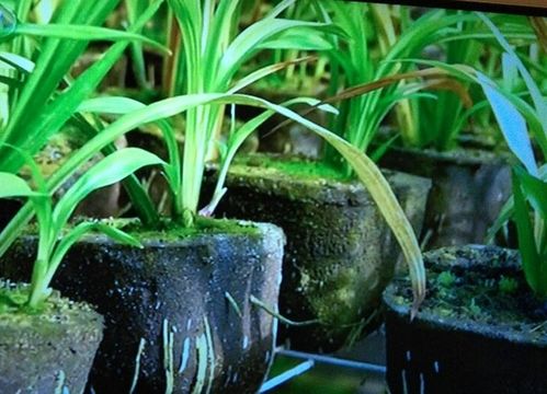 有機豬糞適合養(yǎng)花嗎