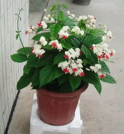 陽光放的無孔花池可以養(yǎng)花嗎