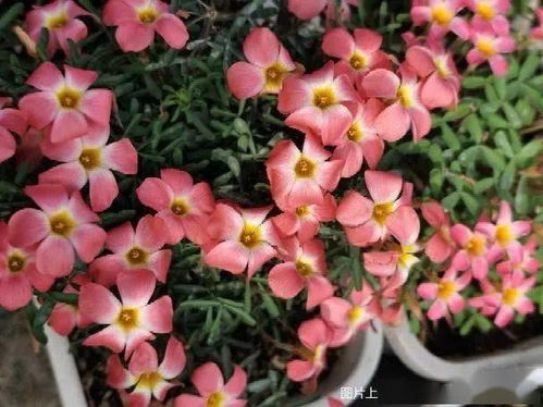 養(yǎng)花給人樂趣