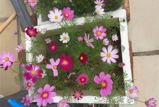 用鐵桶養(yǎng)花好嗎