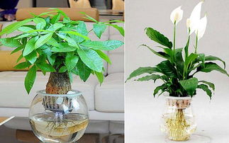 水培養(yǎng)花水發(fā)綠