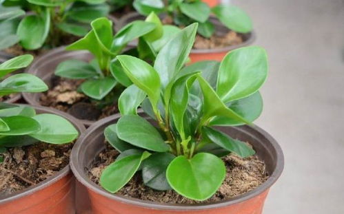 酒糟能放到養(yǎng)花的土壤里嗎