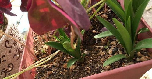 養(yǎng)花蛤多久沒有沙