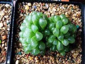 養(yǎng)花泥土防蟲(chóng)