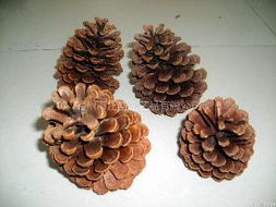 松果能當(dāng)養(yǎng)花的植料嗎