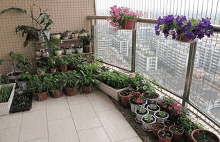 露臺(tái)養(yǎng)花搭配