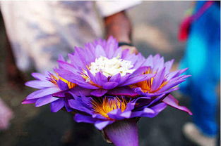 斯里蘭卡水里供養(yǎng)花