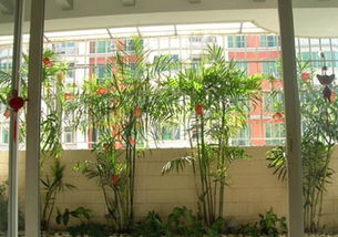 家陽臺養(yǎng)花博客