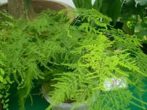 養(yǎng)花種植公眾號(hào)