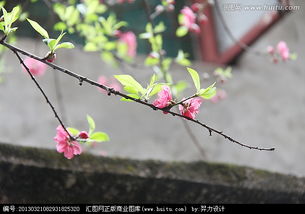 窗外養(yǎng)花犯桃花