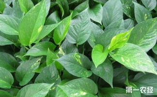 室外養(yǎng)花葉綠蘿