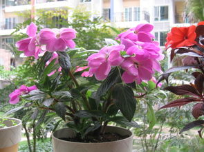 家里養(yǎng)花草的益處