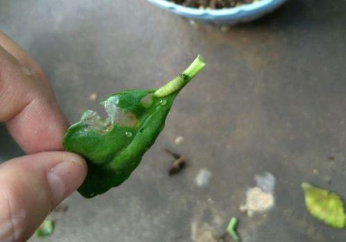 養(yǎng)花光黃葉噴什么好