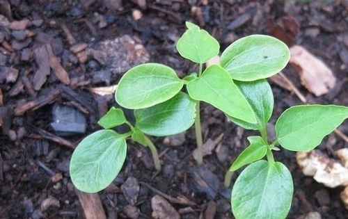 蘇打粉對養(yǎng)花有什么用