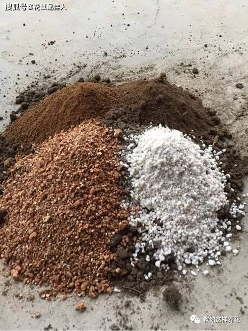 刨花可以用來養(yǎng)花嗎