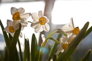 母乳可以養(yǎng)花