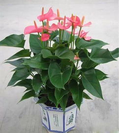 家養(yǎng)花卉調(diào)查活動150字