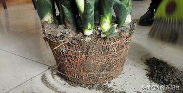 養(yǎng)花土地結(jié)板