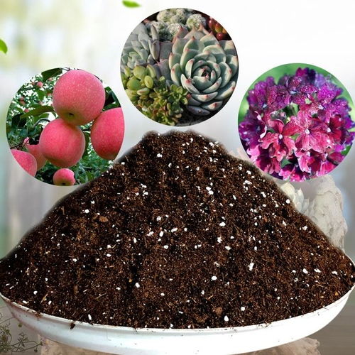 營(yíng)養(yǎng)花泥種菜可以嗎