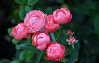 艾青《養(yǎng)花人的夢(mèng)》