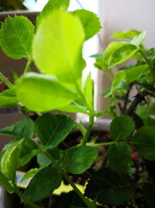 關(guān)于養(yǎng)花短文