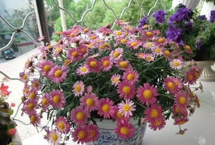 養(yǎng)花喜的是什么