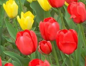 孕婦養(yǎng)花好不好