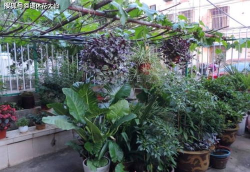 戶外花壇養(yǎng)花下大雨怎么辦